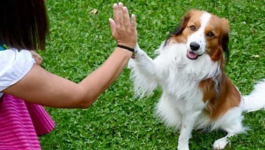 5 Things That Can Interfere with Clear Interspecies Communication 5 Things That Can Interfere with Clear Interspecies Communication